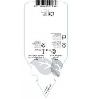 Etichette di Foeniculum vulgare ‘Purpureum’ *