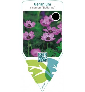 Geranium cinereum ‘Ballerina’