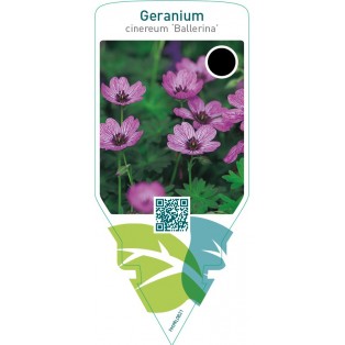 Geranium cinereum ‘Ballerina’