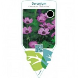 Geranium cinereum ‘Ballerina’