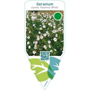 Geranium clarkei ‘Kashmir White’