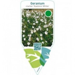 Geranium clarkei ‘Kashmir White’