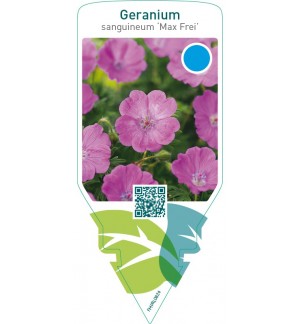 Geranium sanguineum ‘Max Frei’