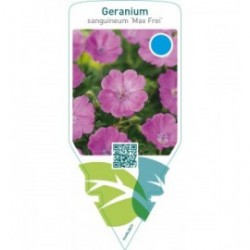 Geranium sanguineum ‘Max Frei’