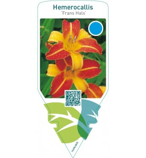 Hemerocallis ‘Frans Hals’