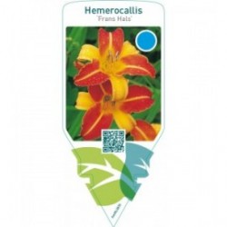 Hemerocallis ‘Frans Hals’