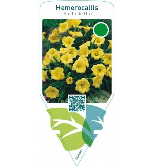 Hemerocallis ‘Stella de Oro’