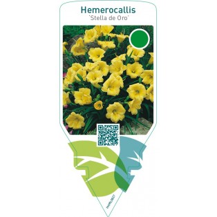 Hemerocallis ‘Stella de Oro’