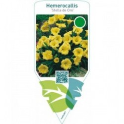 Hemerocallis ‘Stella de Oro’