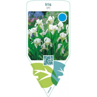 Iris (P)  white