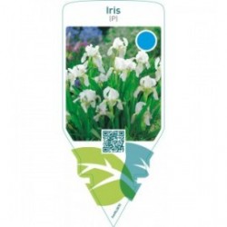 Iris (P)  white