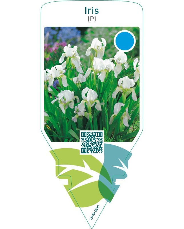 Iris (P)  white