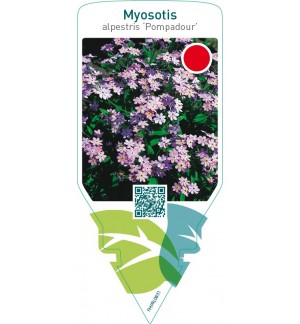 Myosotis alpestris ‘Pompadour’