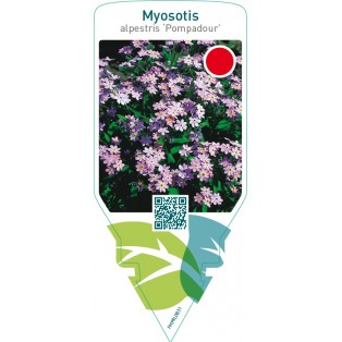 Myosotis alpestris ‘Pompadour’