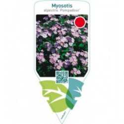 Myosotis alpestris ‘Pompadour’