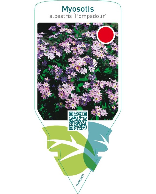 Myosotis alpestris ‘Pompadour’