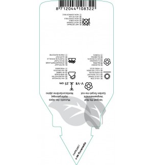 Etiquetas de Myosotis alpestris ‘Pompadour’  *