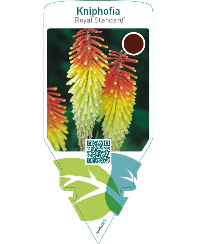 Kniphofia ‘Royal Standard’