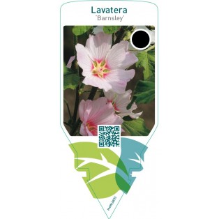 Lavatera ‘Barnsley’