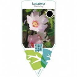 Lavatera ‘Barnsley’