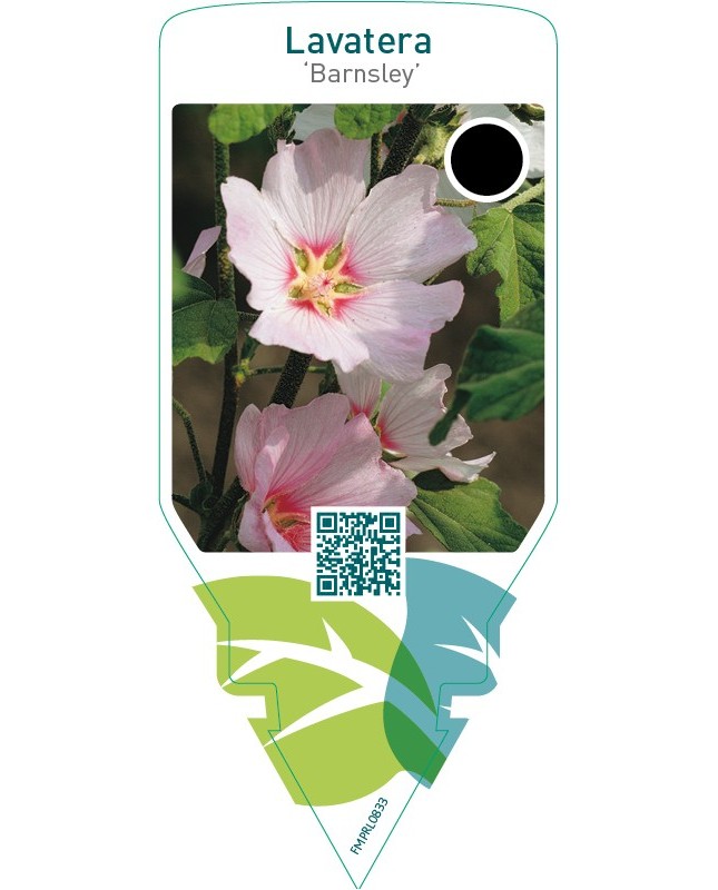 Lavatera ‘Barnsley’