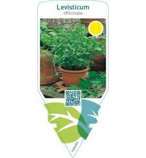 Levisticum officinale (maggi herb)