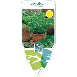Levisticum officinale (maggi herb)