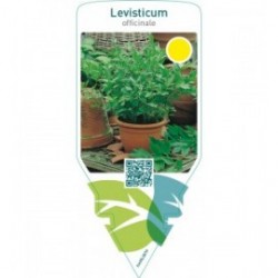 Levisticum officinale (maggi herb)