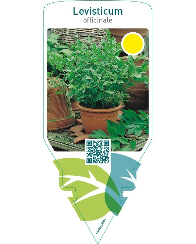 Levisticum officinale (maggi herb)