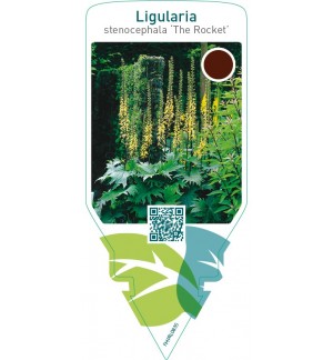 Ligularia stenocephala ‘The Rocket’