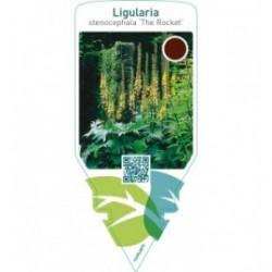 Ligularia stenocephala ‘The Rocket’