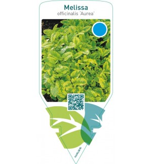 Melissa officinalis ‘Aurea’