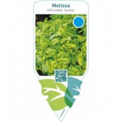 Melissa officinalis ‘Aurea’