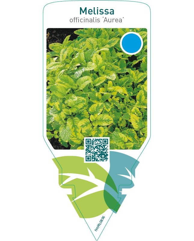 Melissa officinalis ‘Aurea’