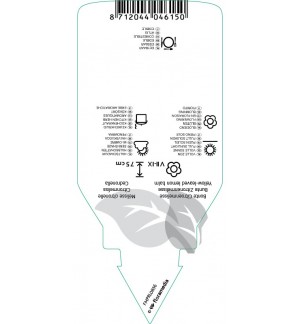 Etichette di Melissa officinalis ‘Aurea’ *