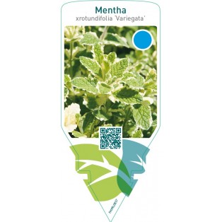 Mentha rotundifolia ‘Variegata’