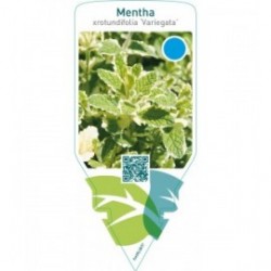 Mentha rotundifolia ‘Variegata’