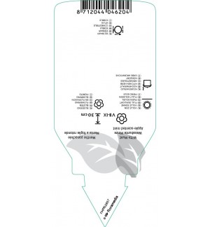 Etiquetas de Mentha rotundifolia ‘Variegata’ *