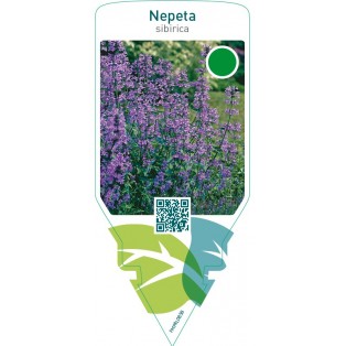 Nepeta sibirica