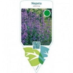 Nepeta sibirica