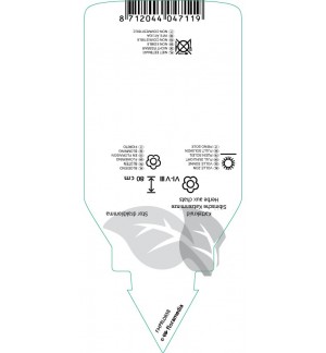 Etichette di Nepeta sibirica *