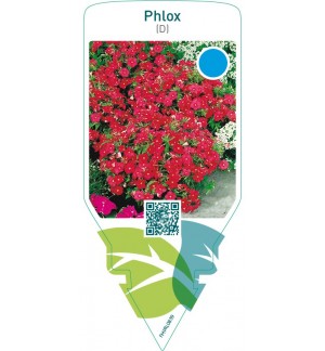 Phlox (D)  red
