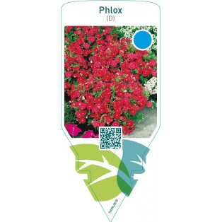 Phlox (D)  red