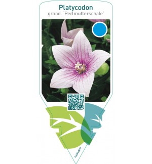 Platycodon grandiflorus ‘Perlmutterschale’