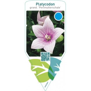 Platycodon grandiflorus ‘Perlmutterschale’