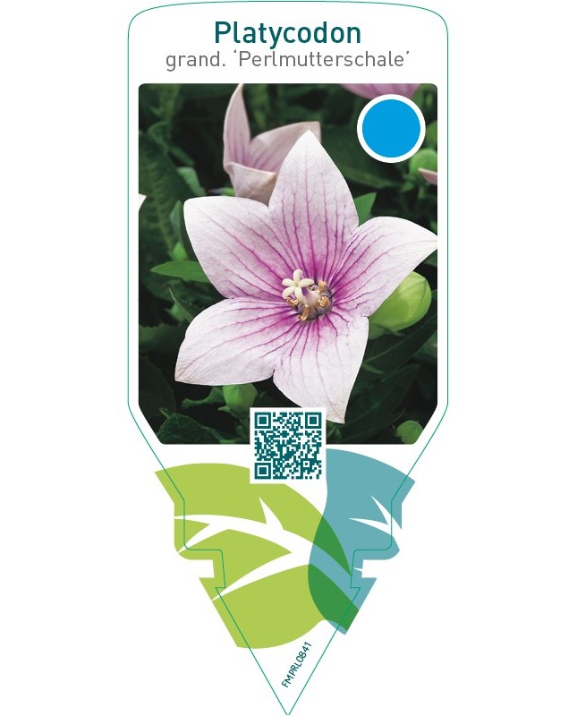Platycodon grandiflorus ‘Perlmutterschale’