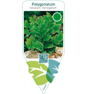 Polygonatum falcatum ‘Variegatum’
