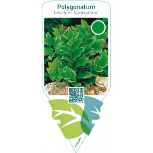 Polygonatum falcatum ‘Variegatum’