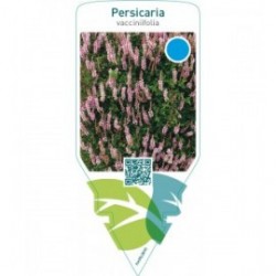 Persicaria vacciniifolia