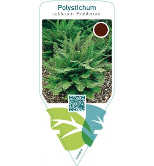 Polystichum setiferum ‘Proliferum’
